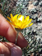 Euryops othonnoides