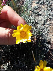 Euryops othonnoides