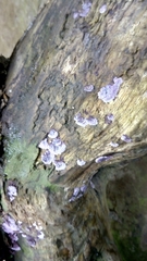 Hypochnella violacea