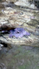 Hypochnella violacea
