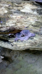 Hypochnella violacea