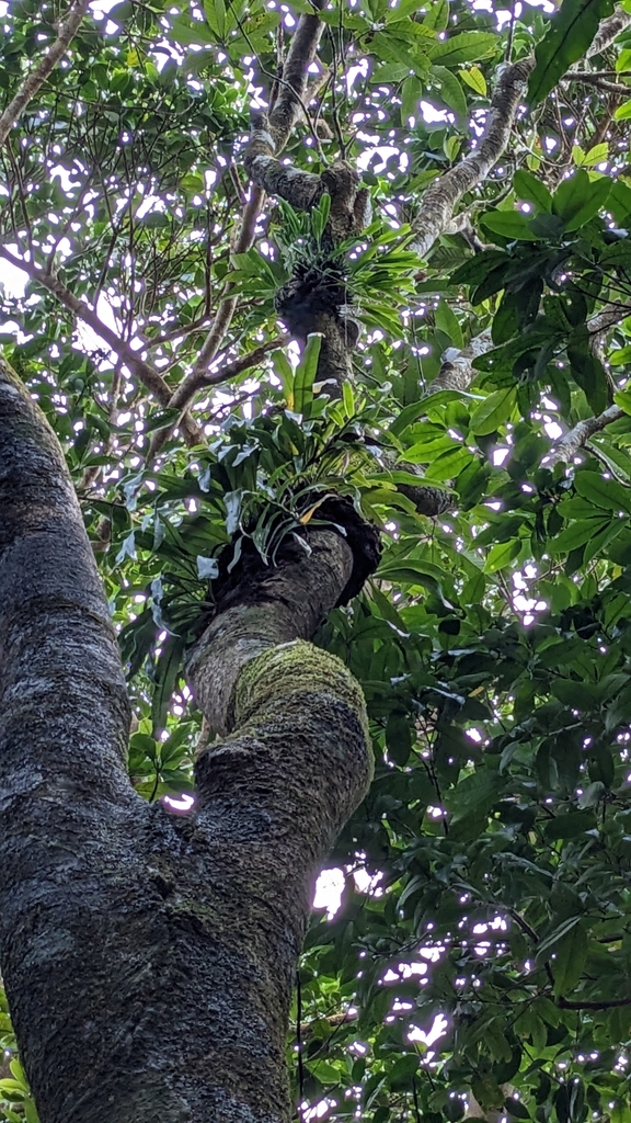 Dendrobium goldschmidtianum