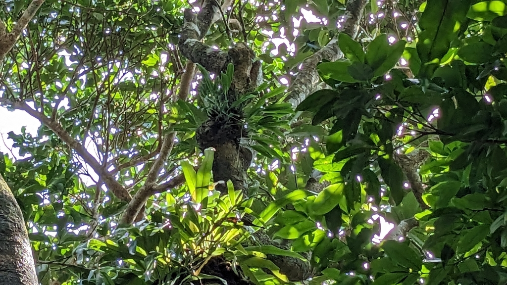 Coelogyne uncata