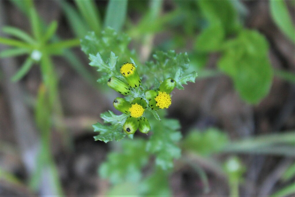 common-groundsel-from-middle-green-gulch-trail-california-94965-usa