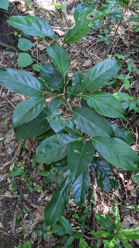 Endiandra coriacea, photograph 1