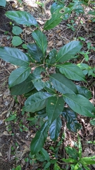 Endiandra coriacea
