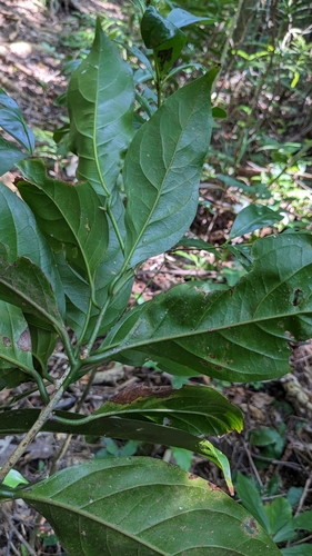 Endiandra coriacea, photograph 2
