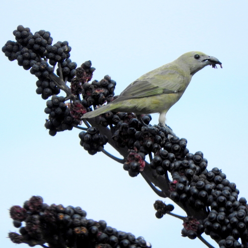 Palm Tanager, photo 7 of 10