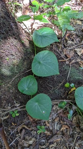 Stephania merrillii (Stephania merrillii)