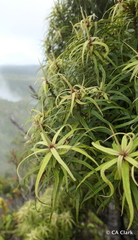 Myrsine linearifolia