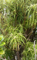 Myrsine linearifolia