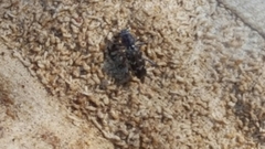 Xylotrechus nauticus