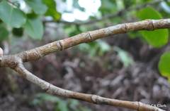 Cheirodendron platyphyllum