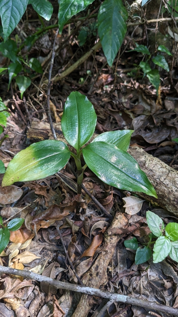 Hylophila nipponica