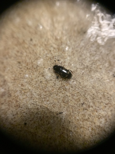 Four-spotted Sap Beetle photo 4