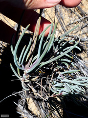 Crassothonna protecta