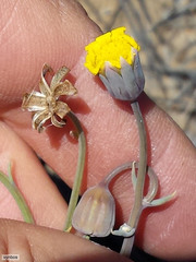 Crassothonna protecta