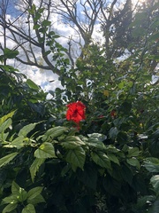 Hibiscus rosa-sinensis