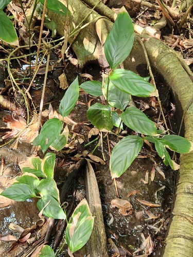 Donax canniformis (Donax canniformis)