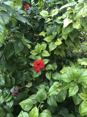 Hibiscus rosa-sinensis