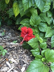 Hibiscus rosa-sinensis