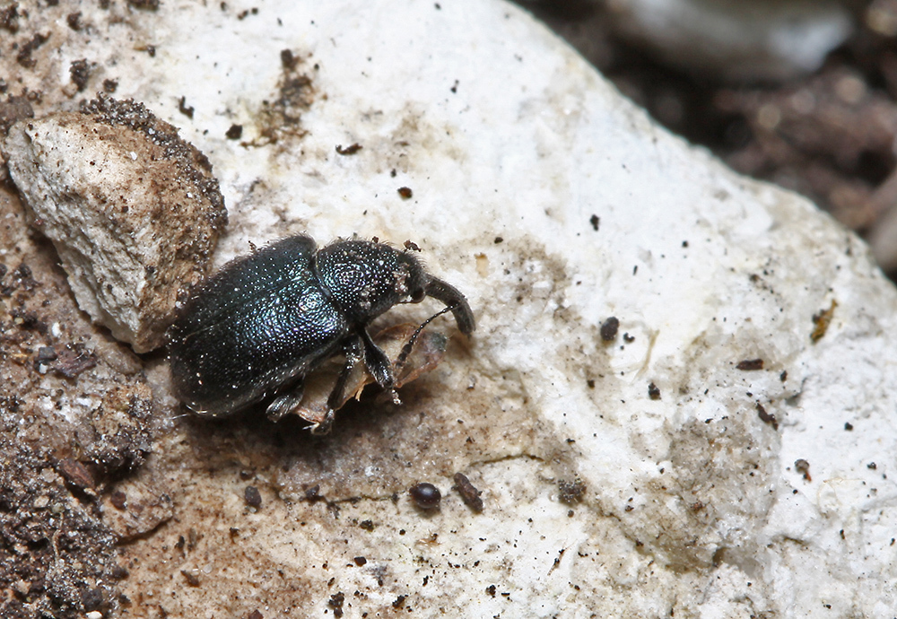Teretriorhynchites