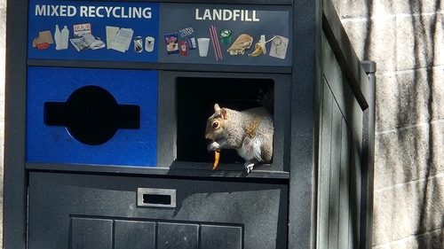 Eastern Gray Squirrel photographed in Virginia