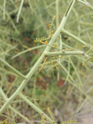 little-leaved palo verde