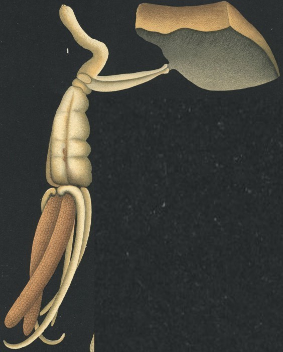 Lernaeopodidae