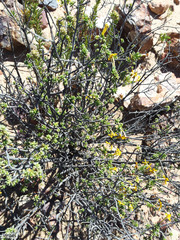 Lasiosiphon deserticola