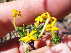 Lasiosiphon deserticola