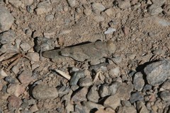 Trimerotropis occidentalis