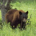 West Mexican Black Bear - Photo (c) Alejandro Gómez Nísino, some rights reserved (CC BY-NC-SA), uploaded by Alejandro Gómez Nísino