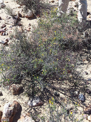 Lasiosiphon deserticola