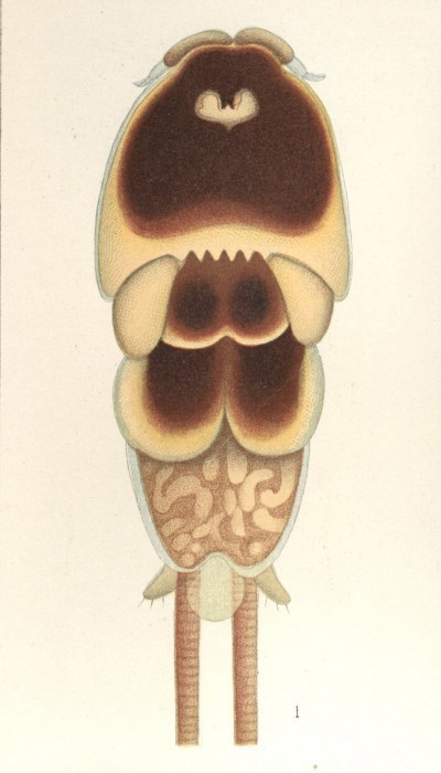 Pandaridae