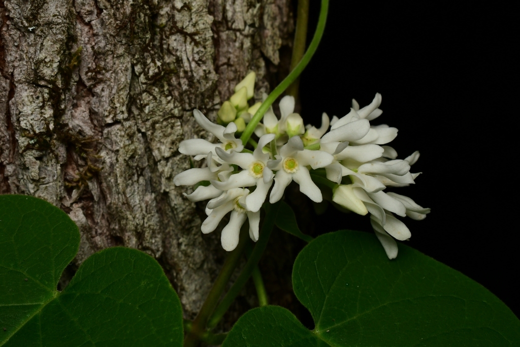 Baldwin's Milkvine