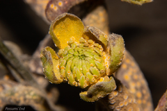 Aecidium otagense image