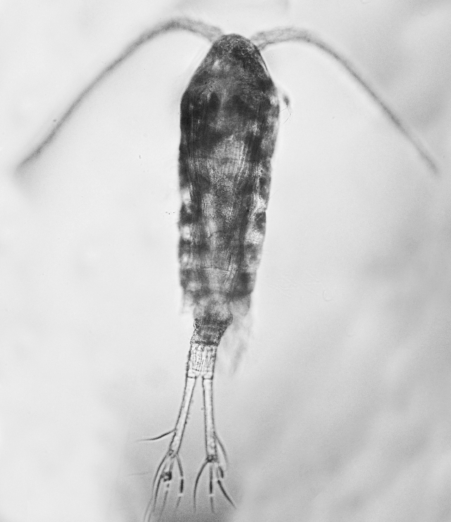 Temoridae