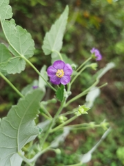 Batesimalva violacea