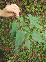 Batesimalva violacea