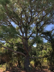 Pinus elliottii densa