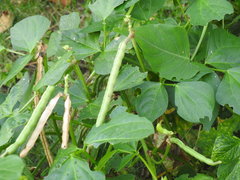 Phaseolus vulgaris