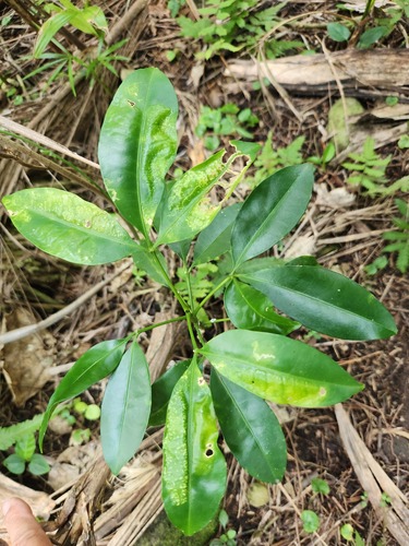 Melicope triphylla iNat (1)