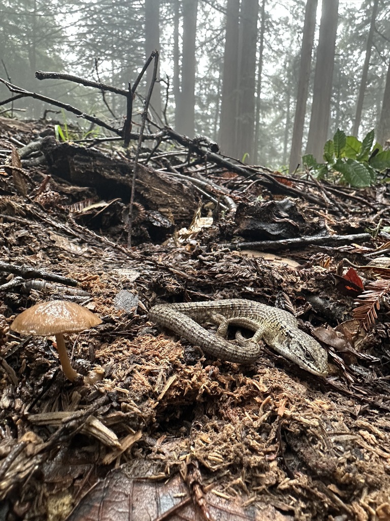 San Francisco Alligator Lizard