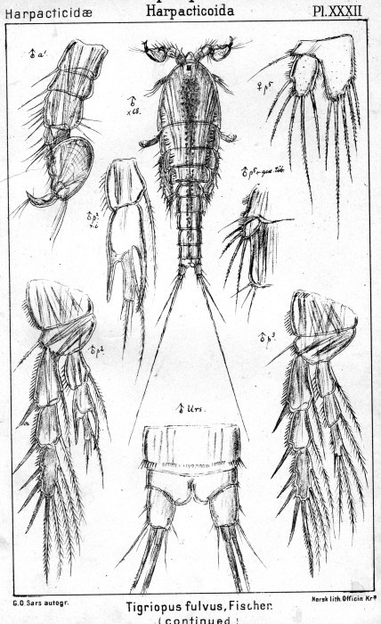 Tigriopus fulvus