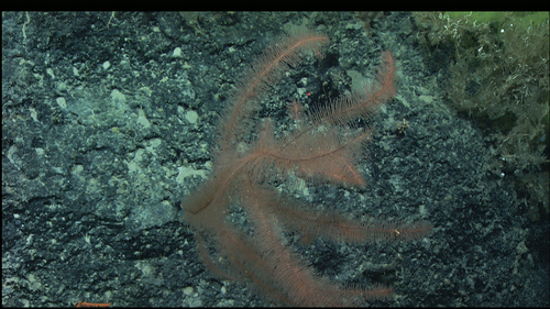iNaturalist |
Deep Atlantic Stepping Stones science party, no known copyright restrictions (public domain) Representative image of Parantipathes