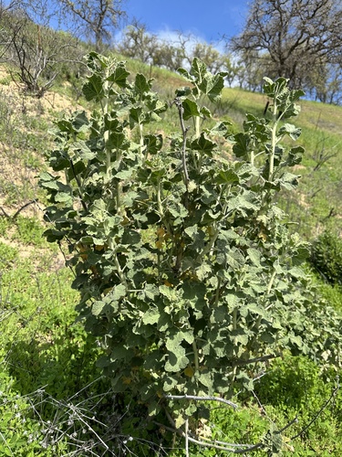 Image of Malacothamnus aboriginum by (c) Matt Berger, some rights reserved (CC BY)