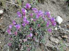 Astragalus spatulatus