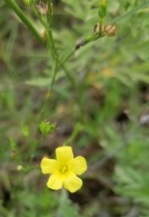 Linum rigidum
