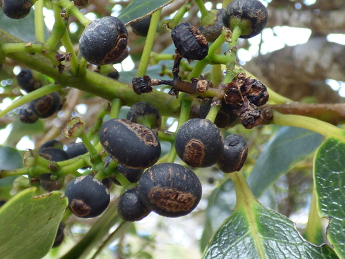 Ilex anomala